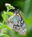 Blue tiger butterfly